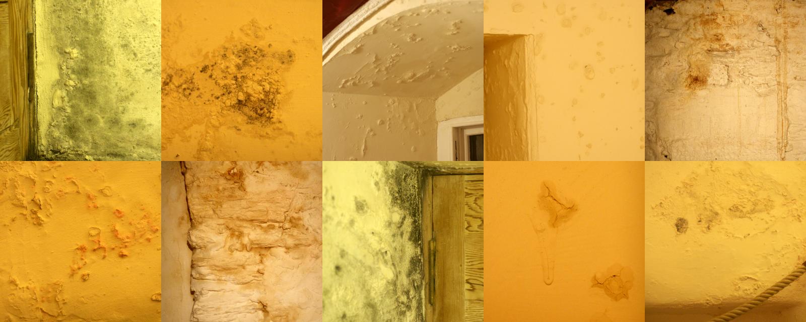 mould and damp